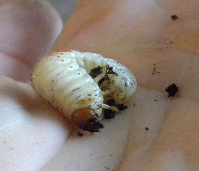 Larva di Oryctes nasicornis?